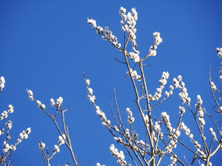 A tree with white flowers is in the sky