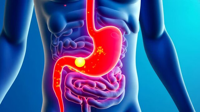 Pain dose, stomach inflammation, acidity relief. Gastric health. Stomach walls thicken reducing pain. Acid secretion increases ulcer risk. Digestive processes support system efficiency.