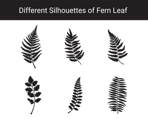 Obraz premium Set of Different Fern Leaf Silhouettes – Botanical Black Leaf Vector Collection