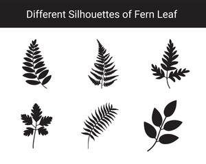 Set of Different Fern Leaf Silhouettes – Botanical Black Leaf Vector Collection