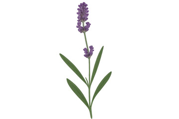 Naklejka premium Lavender flower with green leaves blossoming on a transparent background, perfect for graphic design projects