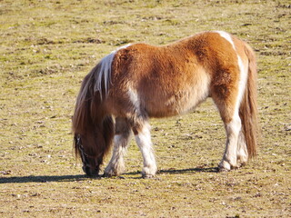 A brown and white pony is grazing in a field