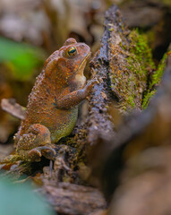 An American toad resting against a rotting log. Common in easter North America, this individual was found in Chattahoochee National Forest on the Keown Falls Loop Trail near Lafayette, Georgia