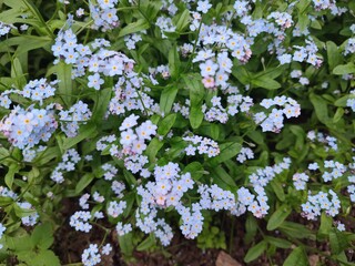 A flowerbed with wonderful blue forget-me-nots