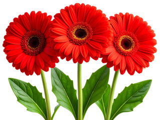 Red Gerbera Flowers with Green Leaves, Isolated on Transparent Background.