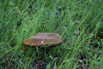 wild mushrooms in the forest