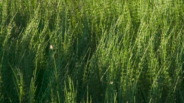 Swarm of Flying Insects in the Marshes. A large number of flying marsh insects against the background of a green wall of horsetail