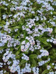 A flowerbed with wonderful blue forget-me-nots