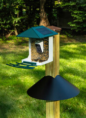 Backyard setup of a 4x4 pressure treated wooden pole with a solar powered camera equipped bird feeder and  a cone-shaped baffle to protect the bird seed from squirrels and other unwanted animals.
