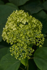 The inflorescences of hydrangea (lat. Hydrangea) are blooming. Hydrangea blooms in the garden.