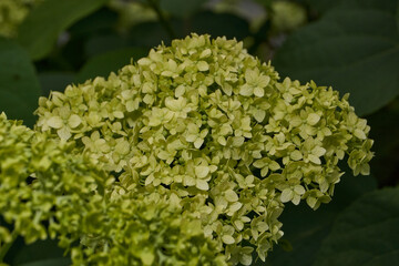 The inflorescences of hydrangea (lat. Hydrangea) are blooming. Hydrangea blooms in the garden.