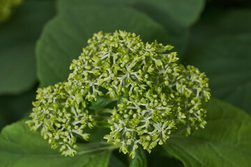 The inflorescences of hydrangea (lat. Hydrangea) are blooming. Hydrangea blooms in the garden.