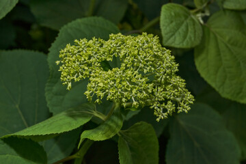 The inflorescences of hydrangea (lat. Hydrangea) are blooming. Hydrangea blooms in the garden.