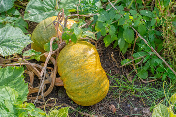Overripe pumpkins growing on a vine in the garden, surrounded by green leaves and dry branches, are left in the garden bed for later collection of useful pumpkin seeds