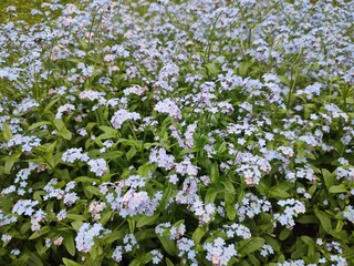A flowerbed with wonderful blue forget-me-nots