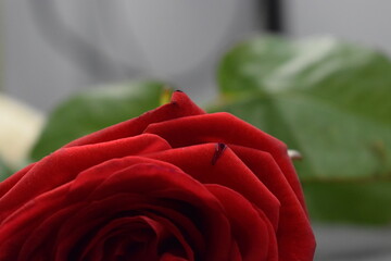red rose with dew drops, macro © MARIA – Nature