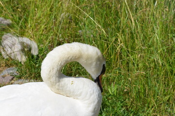 white swan on grass