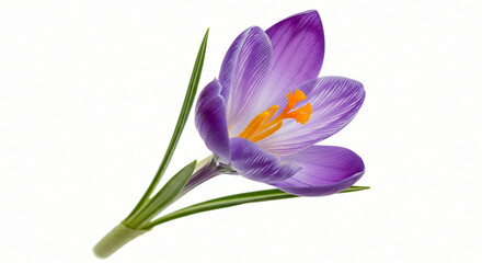 Naklejka premium Photorealistic Isolated Flowers with Stems on White Background – High-Resolution Botanical Collection for Packaging, Editorial, and Commercial Design 