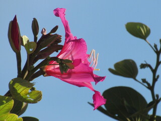 Flor rosa.