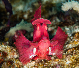Eschmeyer Scorpionfish Resting on Reef