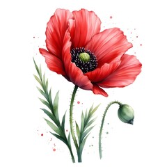 Watercolor Illustration of Red Poppy Flower with Bud and Foliage