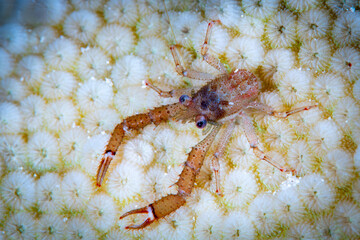 Squat Lobster camouflaged on a brain coral