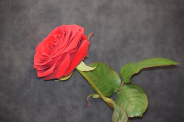 red rose with a black background © MARIA – Nature