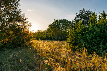 Puszta with trees at sunset in Bugac