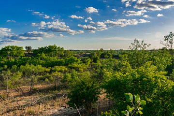 Juniper forest in Bugac