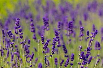 Selective focus a bush of purple blue flowers in the garden with soft sunlight in the afternoon, Lavender is flowering plants in the mint family of Lamiaceae, Natural floral pattern background.