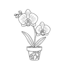 Phalaenopsis orchid in a pot with detailed line art design  