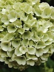 Hydrangea paniculata. Wonderful summer flowers.