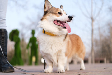 Pembroke Welsh Corgi on a leash standing next to a person in a public city park. The dog is looking sideways with tongue out, topiary figures visible in the background