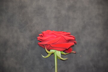 red flower on black background, close up © MARIA