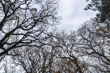 Bare branches of trees without leaves. Brown trunks grow upwards. Autumn sky in the background