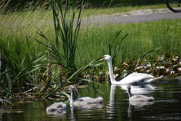 swan on the lake
