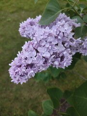 Lilac bush. Wonderful summer flowers.