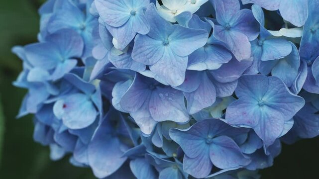 雨の日に青く咲く紫陽花の花びら