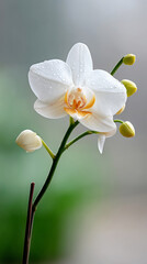 Obraz premium Exotic white orchid in morning light with dew drops for botanical design