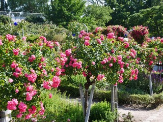 Rosengarten in Planten un Blomen