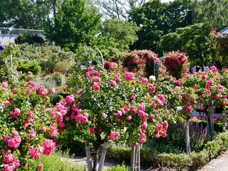 Rosengarten in Planten un Blomen