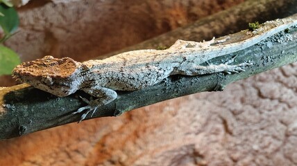 a closeup shot of a lizard on a tree trunk