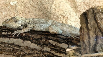 lizard on the rock ......