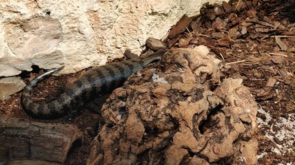 a closeup shot of the beautiful lizard on a rock