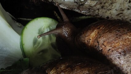 snail on a white background