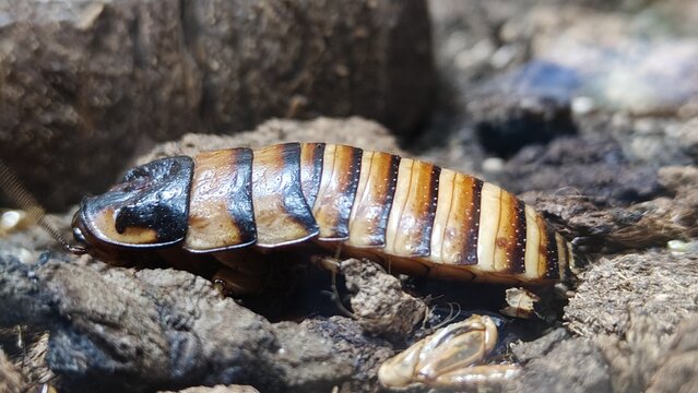 a closeup shot of a young beetle on a wooden surface