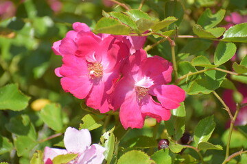 Obraz premium pink flowers in the garden