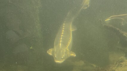 underwater view of a beautiful white and yellow fish in the water © MARIA