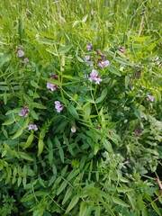 Obraz premium Beautiful summer flowers. Vicia cracca