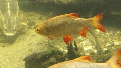 beautiful underwater view of the red fish in the aquarium